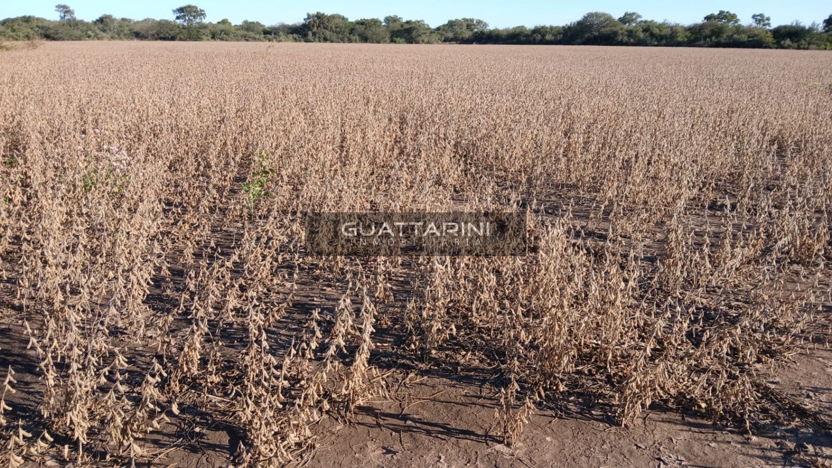 CAMPO AGRICOLA-DIEGO DE ROJAS (Cordoba)
